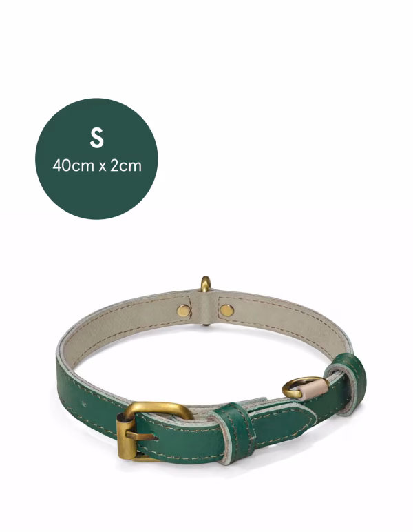Multicolor Dog Collar